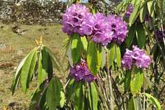 Rhododendron niveum
